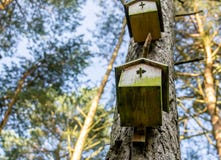 Deux vieux pondoirs non admis au tronc d'un pin dans la forêt photos stock Deux vieux pondoirs non admis au tronc d'un pin dans la forêt photos stock