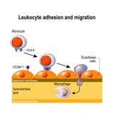 Development of leukocyte from monocyte to macrophage. Stock Image Development of leukocyte from monocyte to macrophage. Stock Image