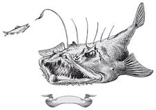 Devil Fish Vector Stock Image