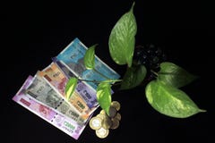 Devil`s ivy Epipremnum aureum or Money plant leaf with Indian rupee currency notes over black background.