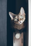 Devon Rex Cat Is Feeling Cold. Cat Is Sitting On The Radiator To Get Warm Royalty Free Stock Photos