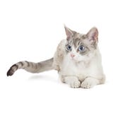 Devon rex med blåa ögon arkivfoton Devon rex med blåa ögon arkivfoton