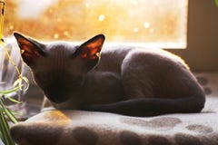 Devon Rex royalty free stock image Devon Rex royalty free stock image