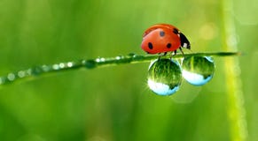 Dew And Ladybird Stock Image
