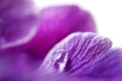 Dew Drop On Flower Petal Royalty Free Stock Images Dew Drop On Flower Petal Royalty Free Stock Images