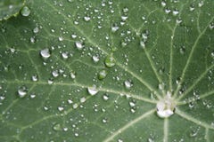 Dew drops on Indian cress, Tropaeolum majus.