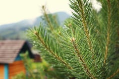 Dew drops on pine needles close up stock images Dew drops on pine needles close up stock images