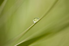 Dew On Grass Royalty Free Stock Images
