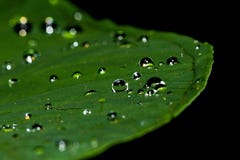 Dew, Water, Green, Drop Stock Images Dew, Water, Green, Drop Stock Images