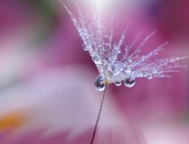 Dewy Dandelion Flower Close Up.Colorful Nature Background.Beautiful Wallpaper.Creative Art Photography.Motion Blur.Clean, Pure. Royalty Free Stock Image