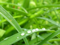 Dewy Green Stock Photography Dewy Green Stock Photography