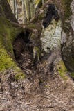 di albero coperto di muschio pianta le radici intreccianti immagine stock libera da diritti di albero coperto di muschio pianta le radici intreccianti immagine stock libera da diritti