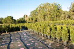 Di Lilly scuola materna pilly immagini stock libere da diritti Di Lilly scuola materna pilly immagini stock libere da diritti