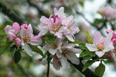 Di melo di fioritura con le gocce di pioggia dopo la pioggia Fiore dell'albero da frutto del giardino Primo piano bianco e rosa d fotografie stock libere da diritti Di melo di fioritura con le gocce di pioggia dopo la pioggia Fiore dell'albero da frutto del giardino Primo piano bianco e rosa d fotografie stock libere da diritti