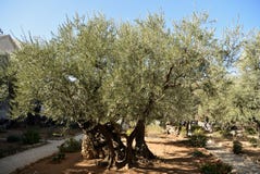 Di olivo nel giardino di Gethsemane, Gerusalemme fotografia stock libera da diritti Di olivo nel giardino di Gethsemane, Gerusalemme fotografia stock libera da diritti