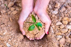 Dia da Terra do ambiente nas m?os das ?rvores que crescem pl?ntulas imagem de stock Dia da Terra do ambiente nas m?os das ?rvores que crescem pl?ntulas imagem de stock