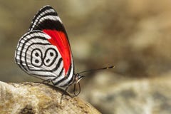 diaethria επίσης αποκαλούμενα 88 πεταλούδων στοκ εικόνες diaethria επίσης αποκαλούμενα 88 πεταλούδων στοκ εικόνες
