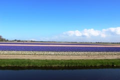 Diagonalni rzędy kolorowi tulipany w czerwieni i menchiach w krajobrazie z kwiatu polem w tle blisko Amsterdam w Nether obraz royalty free Diagonalni rzędy kolorowi tulipany w czerwieni i menchiach w krajobrazie z kwiatu polem w tle blisko Amsterdam w Nether obraz royalty free