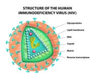 Diagram of the HIV virus. Vector