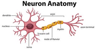 Diagram of Neuron Anatomy