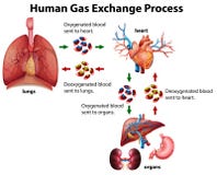 Diagrama humano do processo da troca do gás ilustração do vetor Diagrama humano do processo da troca do gás ilustração do vetor