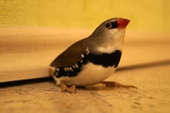 Diamond Finch Bird imagens de stock Diamond Finch Bird imagens de stock