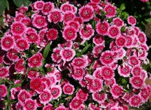 Dianthus Royalty Free Stock Image Dianthus Royalty Free Stock Image