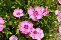 Dianthus chinensis china pink Royalty Free Stock Images Dianthus chinensis china pink Royalty Free Stock Images