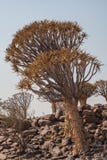 Dichotomum d'Aloidendron, l'arbre de tremblement en Namibie du sud 4 Photo libre de droits Dichotomum d'Aloidendron, l'arbre de tremblement en Namibie du sud 4 Photo libre de droits