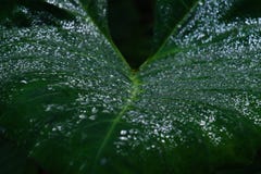 Dichte mening met ondiepe velddiepte van dauwdruppeltjes op Alocasia-installatieblad royalty-vrije stock fotografie Dichte mening met ondiepe velddiepte van dauwdruppeltjes op Alocasia-installatieblad royalty-vrije stock fotografie