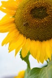 Dichte omhooggaand van de zonbloem met een honingbij die werken aan Stock Foto's Dichte omhooggaand van de zonbloem met een honingbij die werken aan Stock Foto's