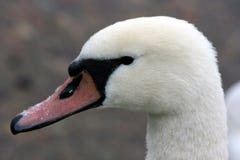 Dichte omhooggaand van de zwaan royalty-vrije stock afbeeldingen Dichte omhooggaand van de zwaan royalty-vrije stock afbeeldingen