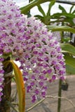 Die asiatische Orchidee der seltenen Spezies in Chiang Mai, Nord-Thailand Lizenzfreie Stockbilder Die asiatische Orchidee der seltenen Spezies in Chiang Mai, Nord-Thailand Lizenzfreie Stockbilder