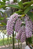 Die asiatische Orchidee der seltenen Spezies in Chiang Mai, Nord-Thailand Stockfotografie Die asiatische Orchidee der seltenen Spezies in Chiang Mai, Nord-Thailand Stockfotografie