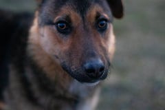 Die Augen des Hundes sind gerade wie menschliche Augen stockfoto Die Augen des Hundes sind gerade wie menschliche Augen stockfoto