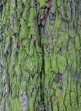 Die Barke eines Baums im Moos stockfotografie Die Barke eines Baums im Moos stockfotografie