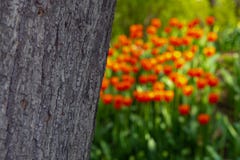 Die Beschaffenheit der Baumrinde auf einem unscharfen Hintergrund von orange Tulpen lizenzfreies stockfoto Die Beschaffenheit der Baumrinde auf einem unscharfen Hintergrund von orange Tulpen lizenzfreies stockfoto