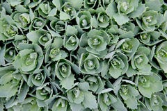 Die Blätter des Blumenkohls werden Foto von oben gemacht lizenzfreie stockfotografie Die Blätter des Blumenkohls werden Foto von oben gemacht lizenzfreie stockfotografie