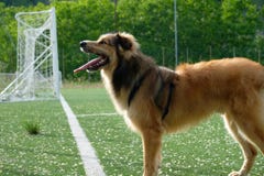 Die Gesundheit Ihres Hundes stockfotografie Die Gesundheit Ihres Hundes stockfotografie