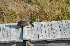 Die Gopher-Schildkröte springt über die hölzerne Planke zur Ostseite der Insel in Richtung zu seinem Tunnel stockfoto Die Gopher-Schildkröte springt über die hölzerne Planke zur Ostseite der Insel in Richtung zu seinem Tunnel stockfoto