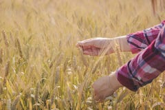 Die Hand der Frau, die Weizen berührt lizenzfreies stockfoto Die Hand der Frau, die Weizen berührt lizenzfreies stockfoto