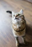 Die Hauptkatze, die nach einer Nahrung sucht, erwarten Belohnung als typisches Haustier stockfotografie Die Hauptkatze, die nach einer Nahrung sucht, erwarten Belohnung als typisches Haustier stockfotografie