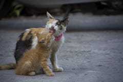 Die Katzenmutter mit ihrem Kätzchen lizenzfreie stockfotos Die Katzenmutter mit ihrem Kätzchen lizenzfreie stockfotos