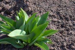 Die kleinen Blätter von Tulpen wachsen im Boden im Frühjahr stockfotografie Die kleinen Blätter von Tulpen wachsen im Boden im Frühjahr stockfotografie