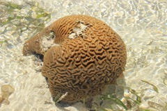 Die Koralle wird wie ein Gehirn geformt Kenia, Mombasa lizenzfreie stockfotos Die Koralle wird wie ein Gehirn geformt Kenia, Mombasa lizenzfreie stockfotos
