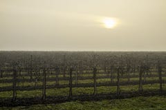 Die kranke Sonne kämpft, um den grau-weißen Himmel des kalten Wintermorgens einzudringen, der den Schlafenweinberg einschlägt lizenzfreie stockfotos Die kranke Sonne kämpft, um den grau-weißen Himmel des kalten Wintermorgens einzudringen, der den Schlafenweinberg einschlägt lizenzfreie stockfotos