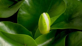 Die Riese Amazonas-Seerose keimt und die Blume blüht stockbild Die Riese Amazonas-Seerose keimt und die Blume blüht stockbild