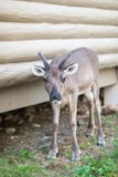 Die Rotwild nahe dem Haus stockfotografie Die Rotwild nahe dem Haus stockfotografie