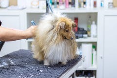 Die Shetlandinseln-Schäferhund sitzt auf Tabelle an einem Hundewohnzimmer Stockfotos Die Shetlandinseln-Schäferhund sitzt auf Tabelle an einem Hundewohnzimmer Stockfotos