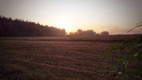 Die Sonnenaufgänge auf den geernteten Reisgebieten stockbilder Die Sonnenaufgänge auf den geernteten Reisgebieten stockbilder